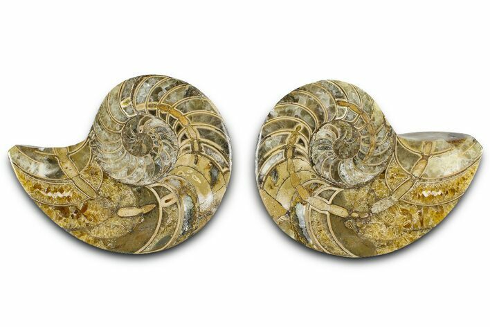 Jurassic Cut & Polished Nautilus (Cymatoceras) Fossil -Madagascar #365505